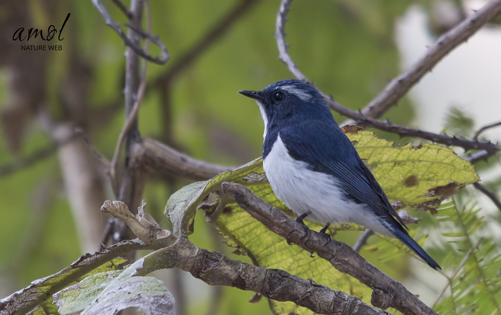 Perching Birds